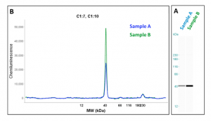 Western Blot